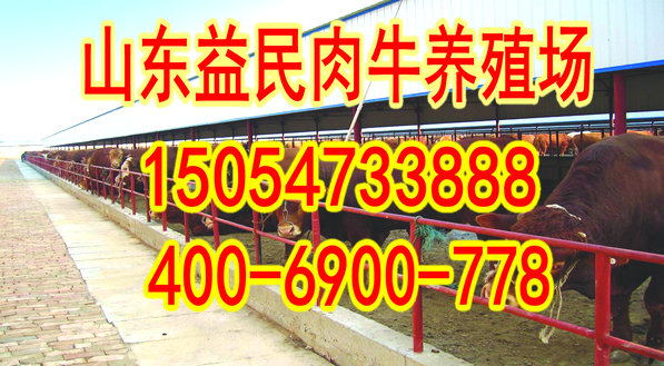 农村养驴_养驴一年的收入(3)