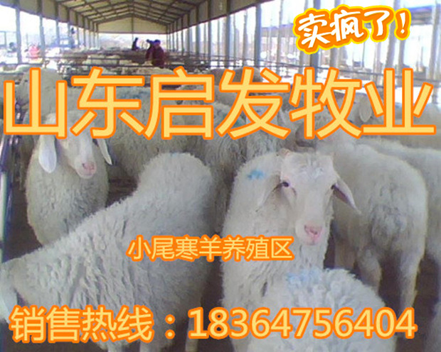 现在活羊多少钱一斤_供应信息_金农网