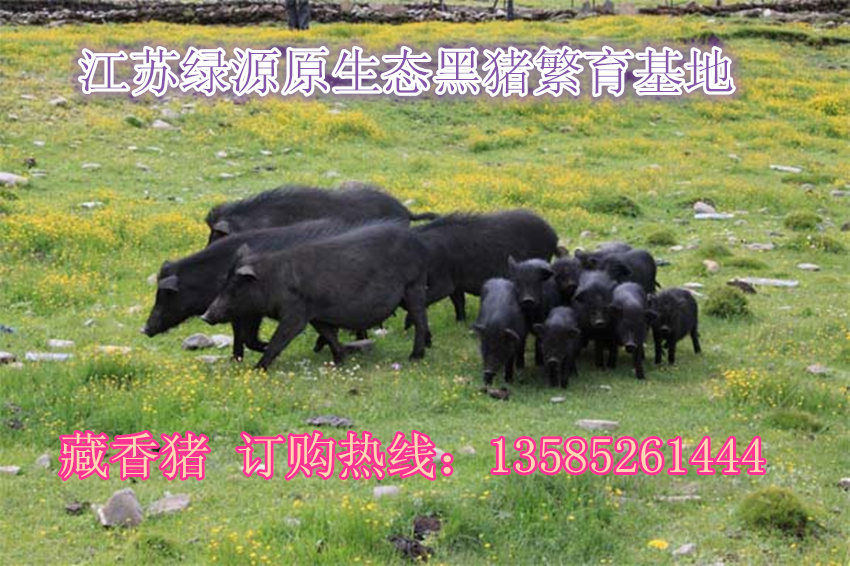 藏香猪多少钱一斤