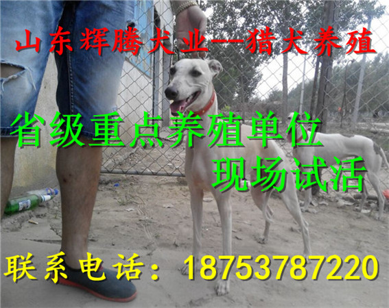 福州地方有卖灵缇犬的?_维修信息_金农网公司注册供应医疗设备图片