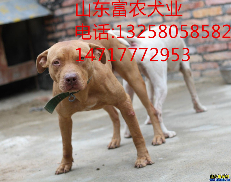 比特犬 土佐犬 纽波利顿谁厉害-比特犬 土佐犬 纽波 ...
