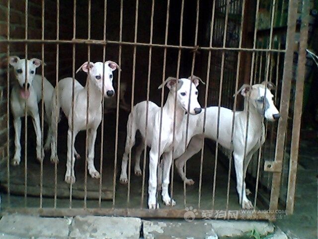 格力犬价格