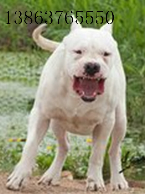 高加索、比特犬、狼狗、纯种藏獒、杜高犬哪个最 ...