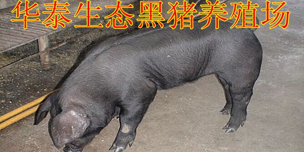 临夏小黑猪价格