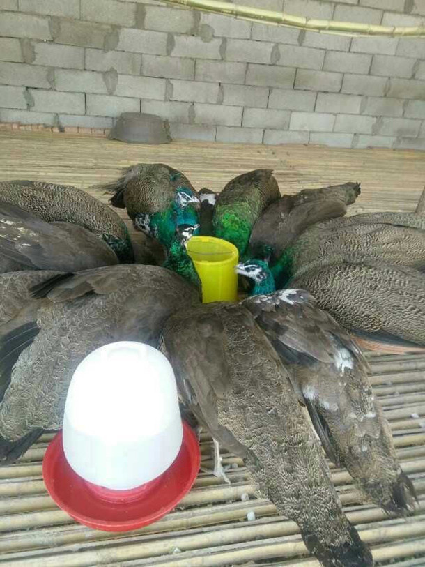 宜昌天一特种养殖场主营孔雀,孔雀苗