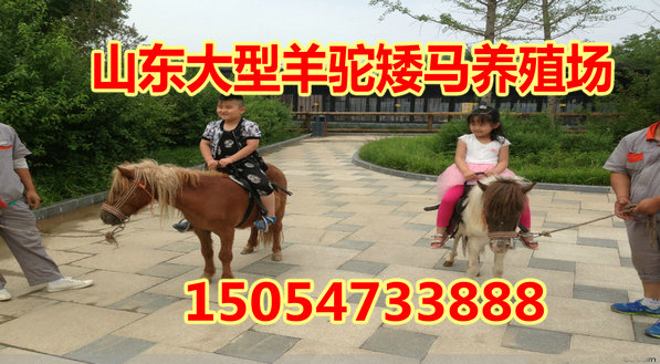 С�����ļ۸�