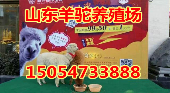 С�����ļ۸�