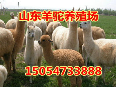 С�����ļ۸�