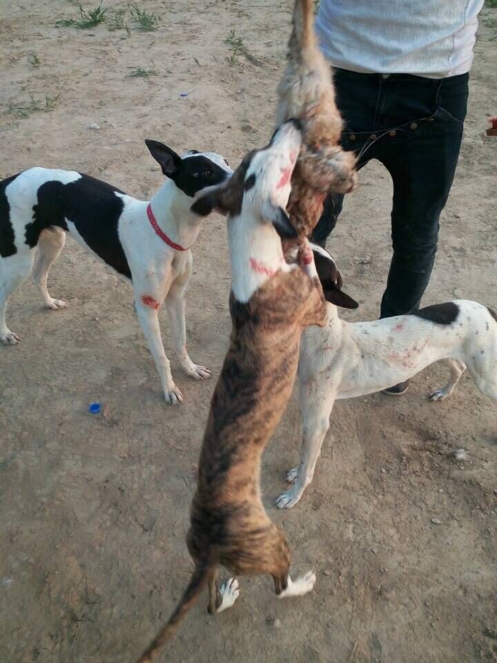 辽宁哪里出售格力犬惠比特犬