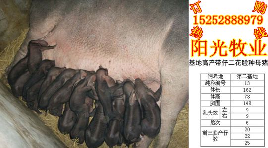 乐山最新黑猪价格