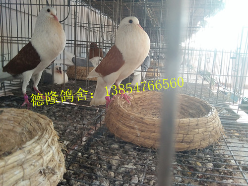 广东<em>蕉岭</em>出售观赏鸽、<em>马甲</em>球观赏鸽价格、<em>马甲</em>