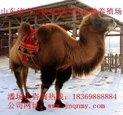 山东省烟台哪里有卖骆驼的啊_供应信息_金农